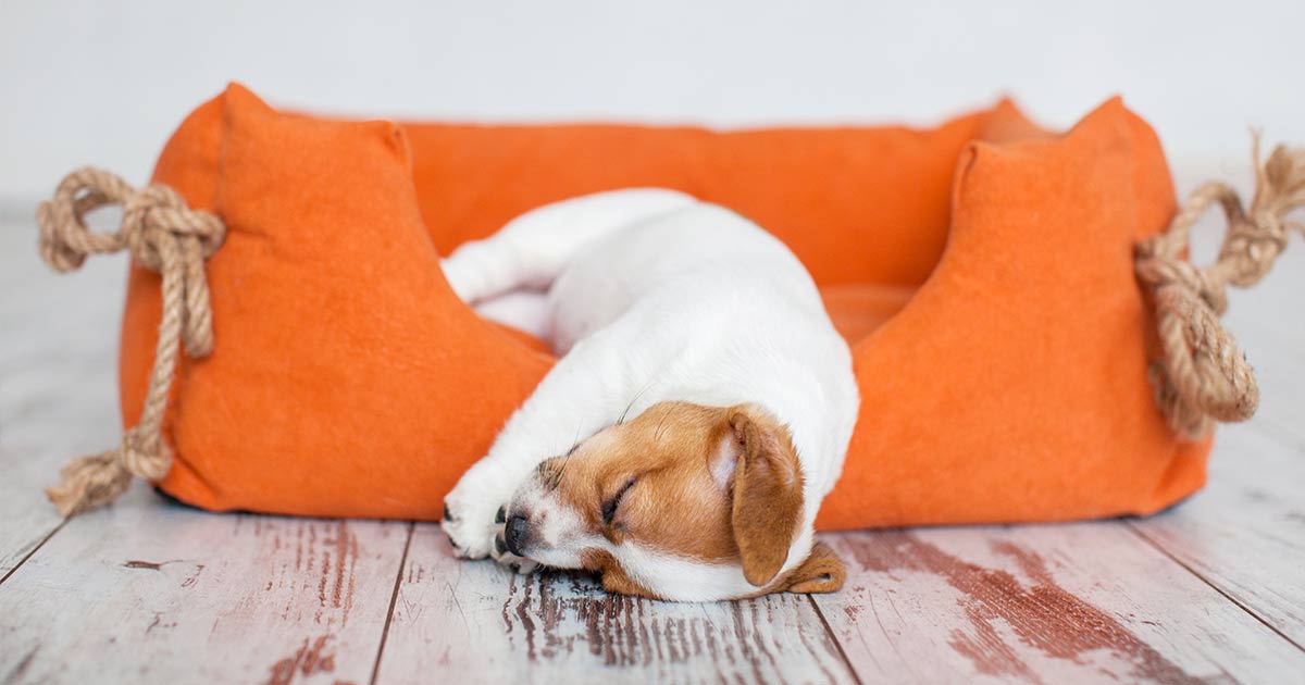 Quando il cane dorme Curiosità e consigli utili